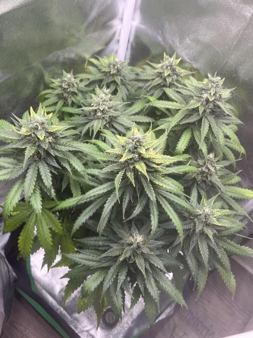 Apple Fritter Automatic. Week 9