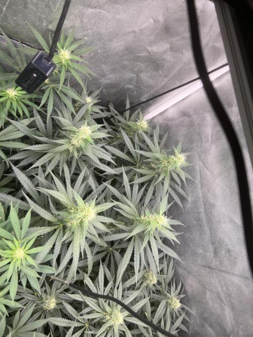 Alien Moonrocks. Week 10