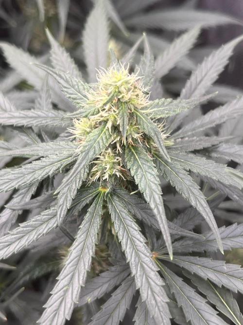 Bruce Banner #3. Week 10