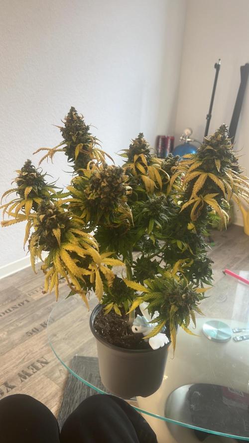 apple fritter auto. Week 10