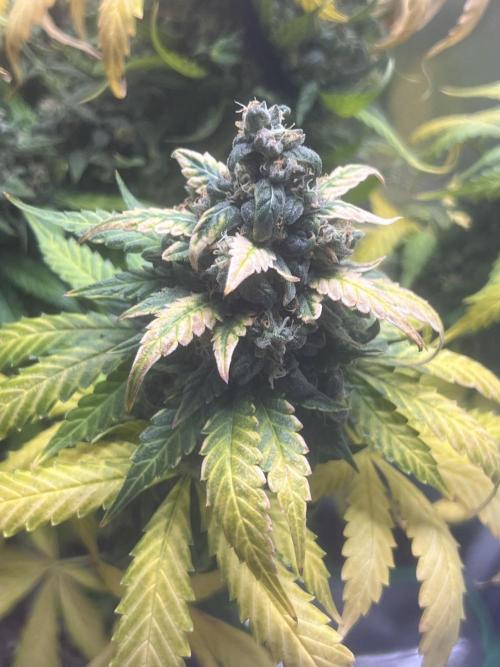 Apple Fritter Automatic. Week 10