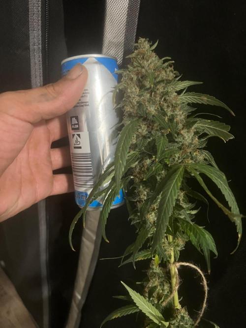 CCG OSS Projekt. Week 12