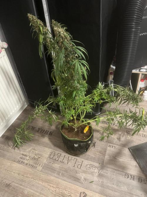 Alien Moonrocks. Week 12
