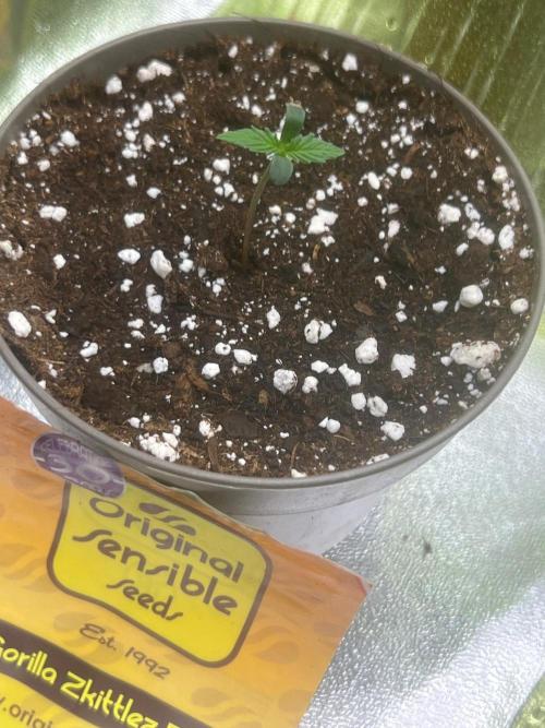 Gorilla Z Fast. Week 1