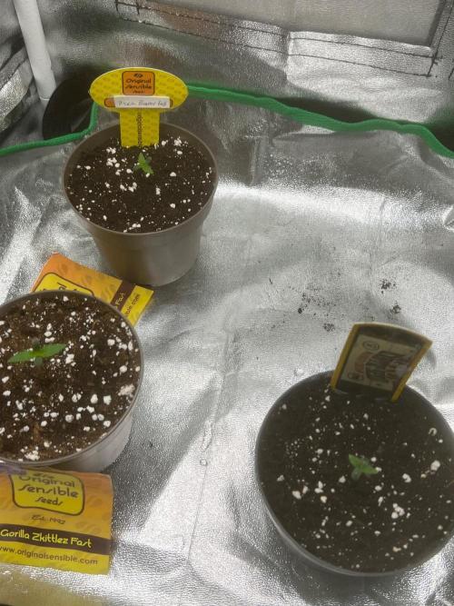 Mango Cream. Week 1
