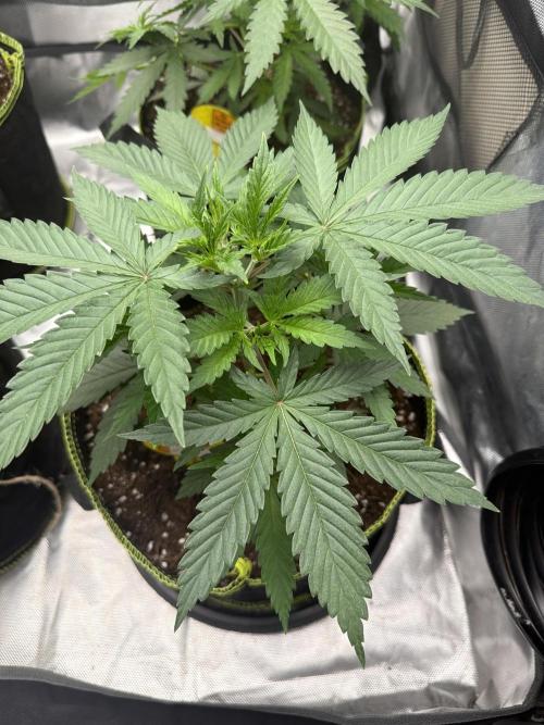 Purple haze. Week 4