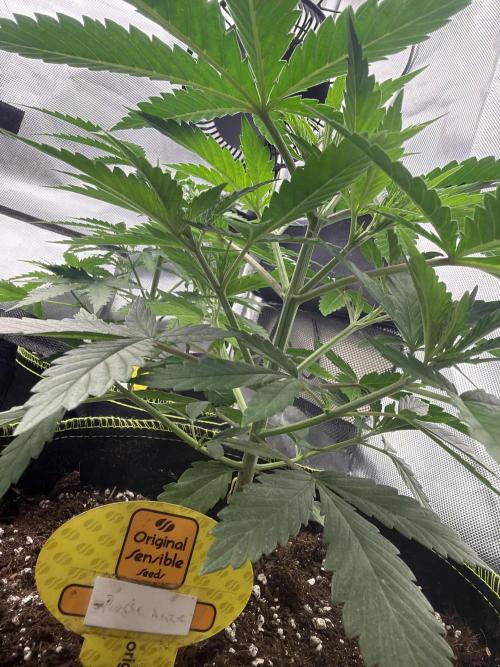 Purple haze. Week 4