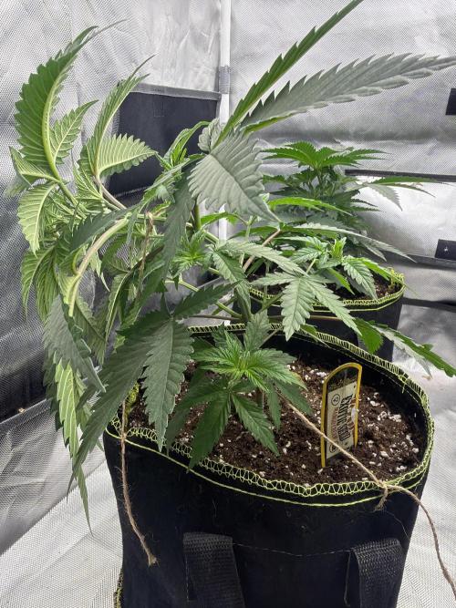 Mango cream. Week 4