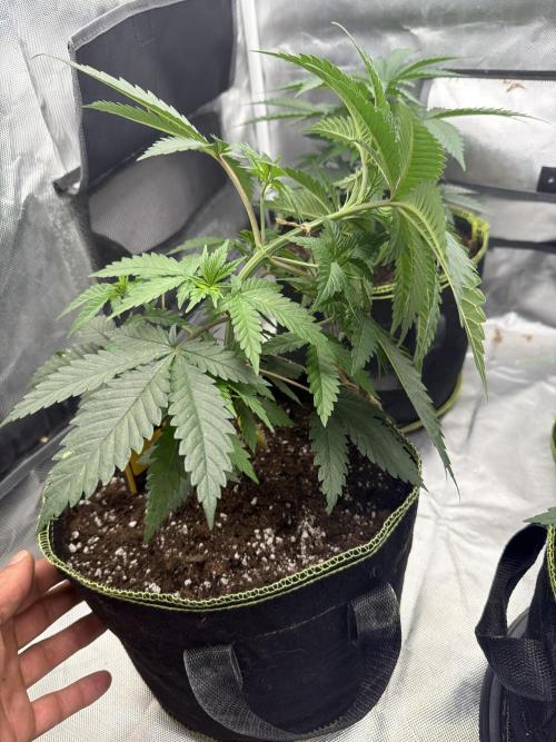 Mango cream. Week 4