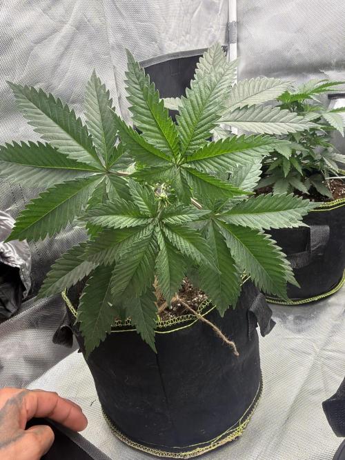 Mango cream. Week 4