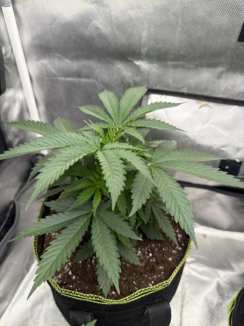 Gorilla zkittlez fast. Week 4