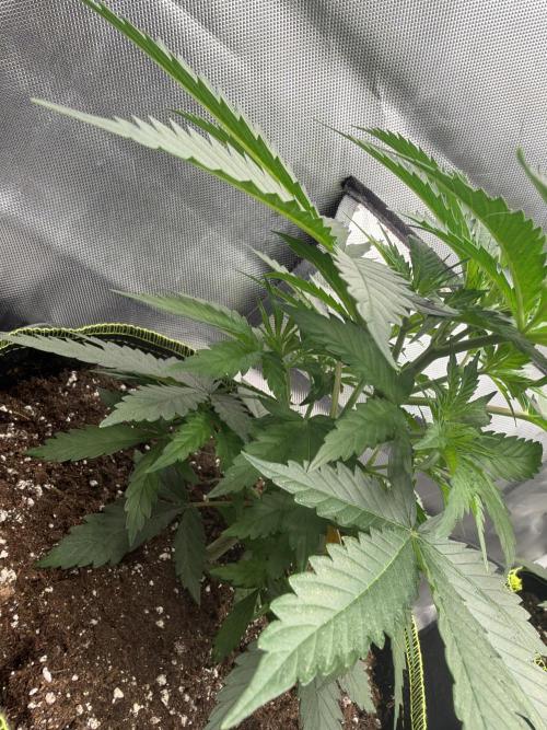 Gorilla zkittlez fast. Week 4