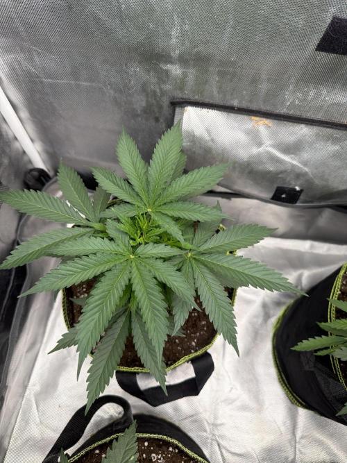 Gorilla zkittlez fast. Week 4