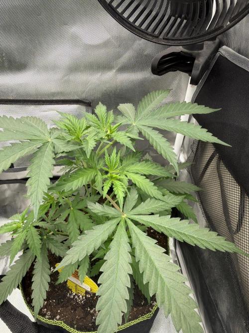 Bruce Banner fast. Week 4