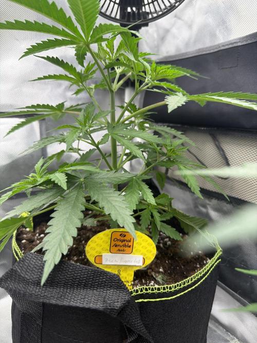 Bruce Banner fast. Week 4