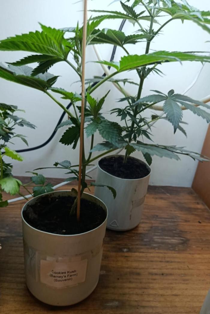 Cookies Kush. Week 2