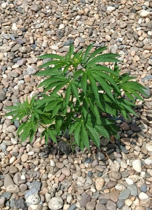 Cookies Kush. Week 5