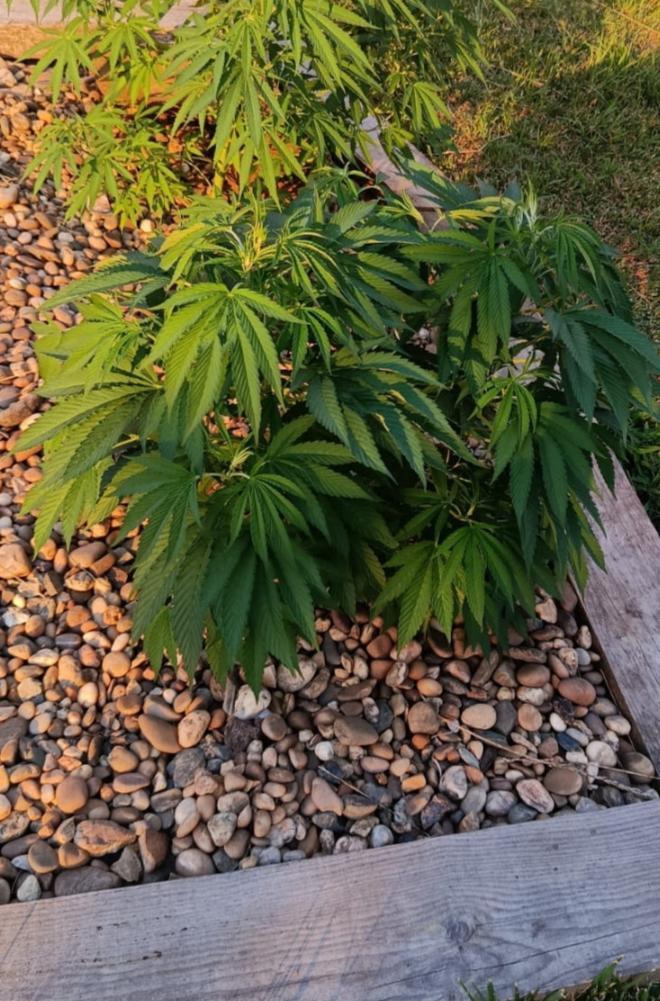 Cookies Kush. Week 6