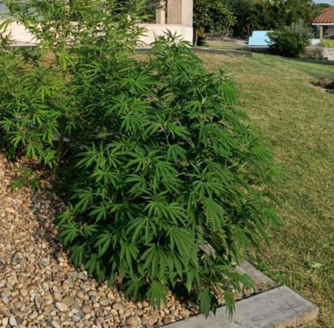 Cookies Kush. Week 8