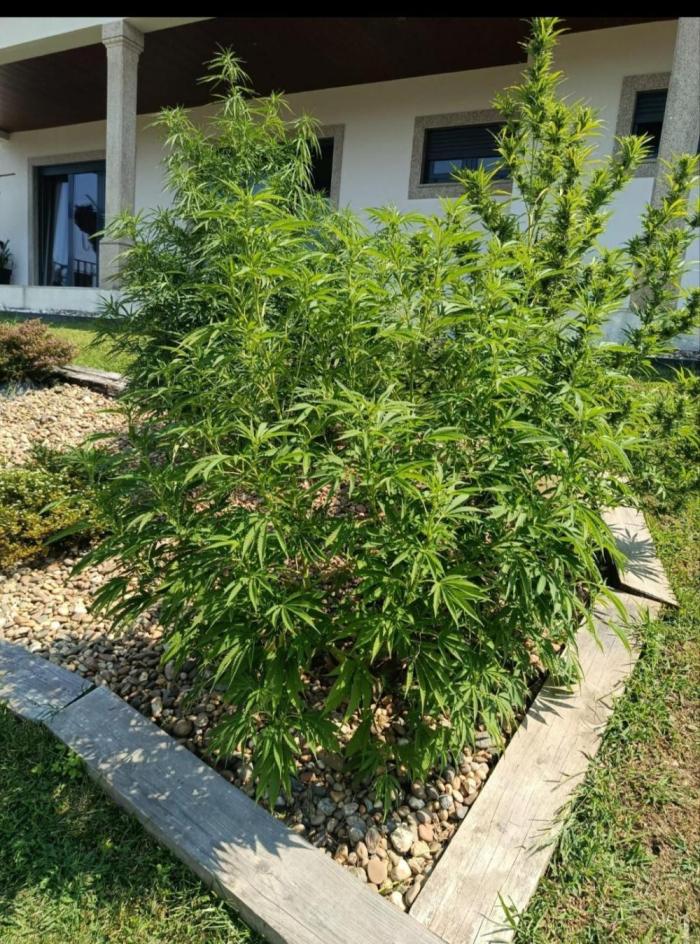 Cookies Kush. Week 10