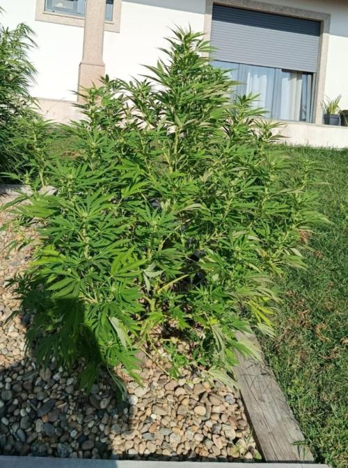 Cookies Kush. Week 11