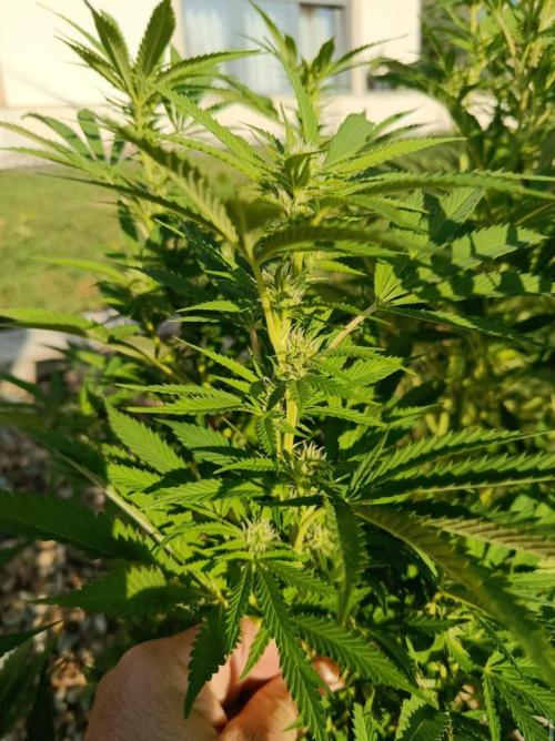 Cookies Kush. Week 11