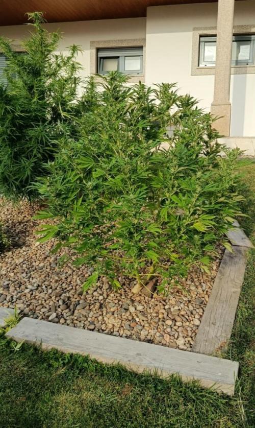 Cookies Kush. Week 14