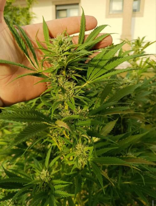 Cookies Kush. Week 14