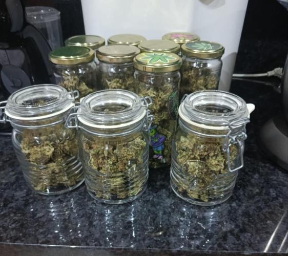 Cookies Kush. Week 22 - 300g organicas