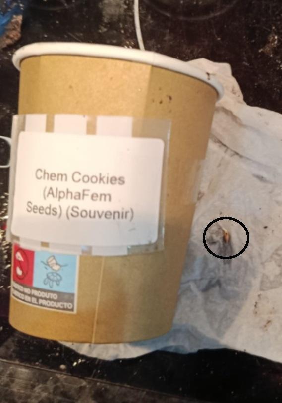 Chem Cookies. Week 0