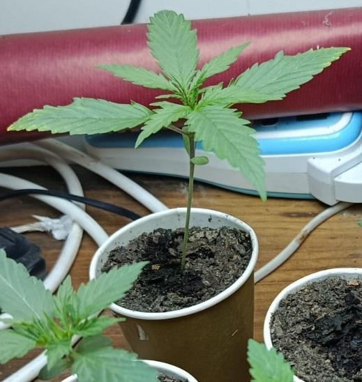 Chem Cookies. Week 3