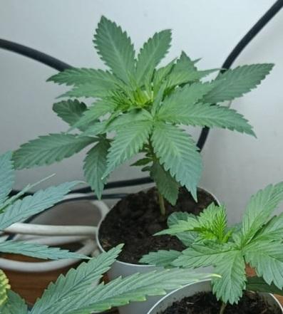 Chem Cookies. Week 4