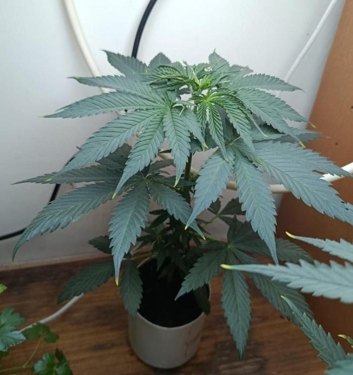 Chem Cookies. Week 5