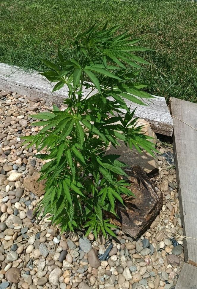 Chem Cookies. Week 8