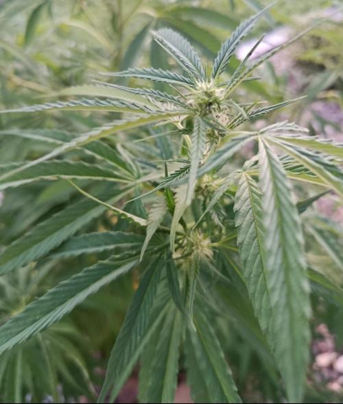 Chem Cookies. Week 16