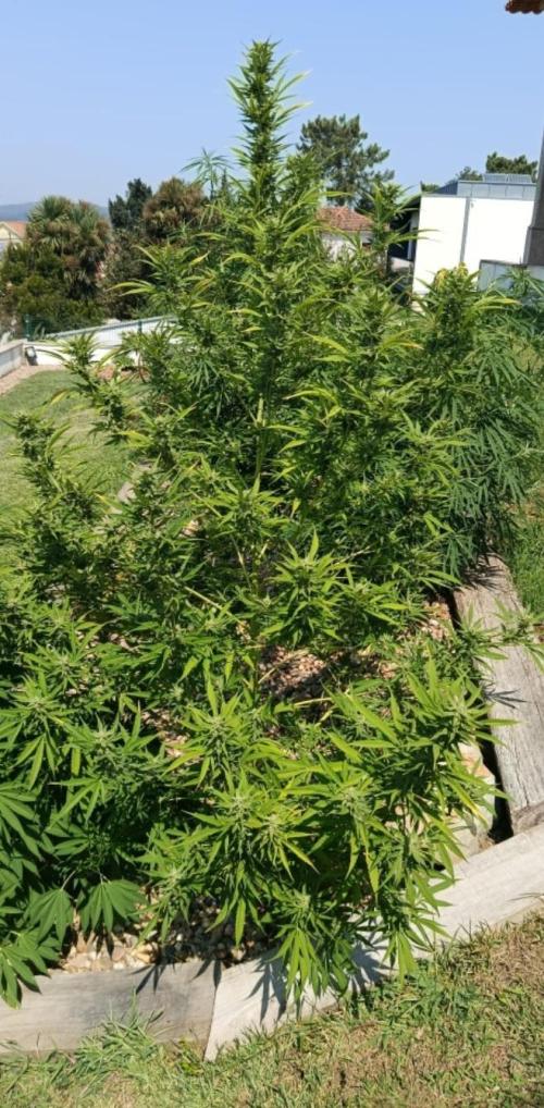 Chem Cookies. Week 19