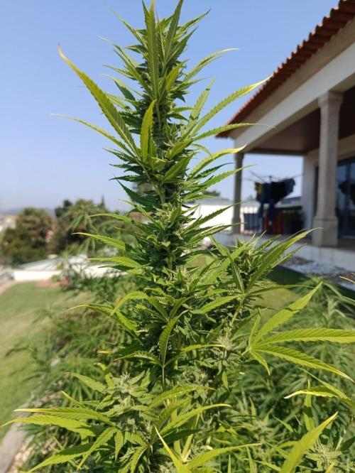 Chem Cookies. Week 19