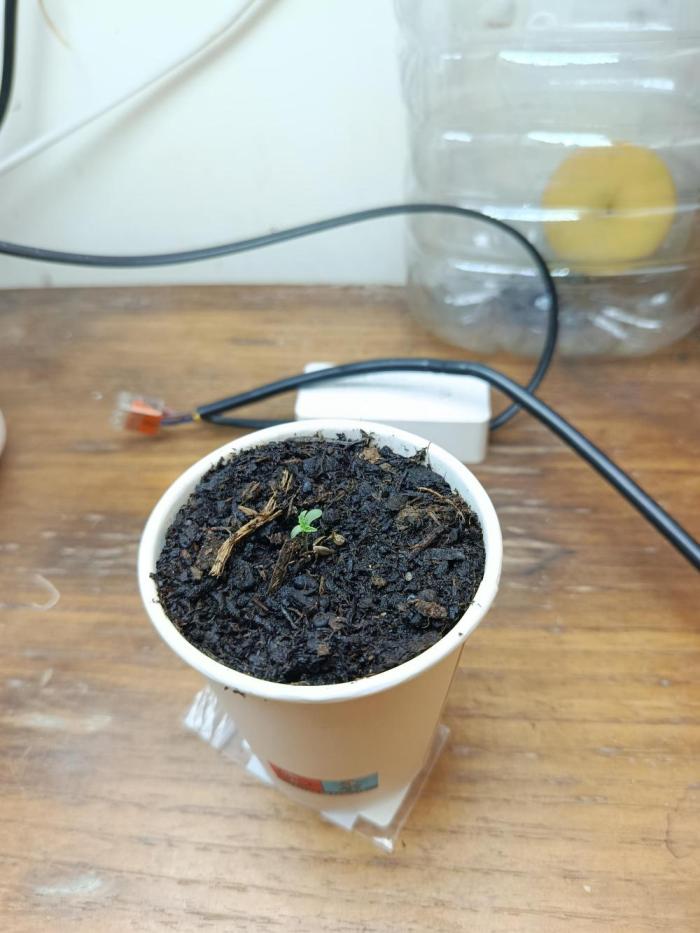 Eleven Roses Fem.. Week 1