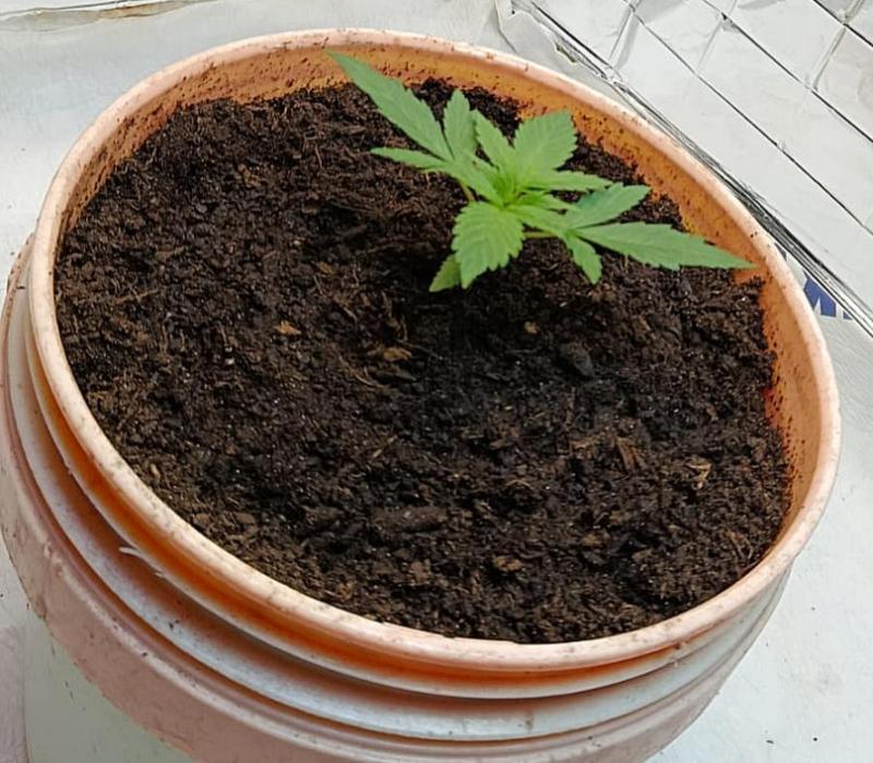 Eleven Roses Fem.. Week 3