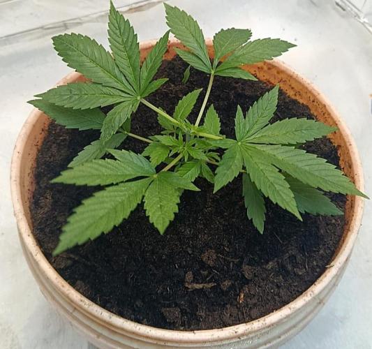 Eleven Roses Fem.. Week 4