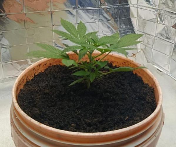 Eleven Roses Fem.. Week 4