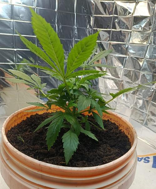 Eleven Roses Fem.. Week 5
