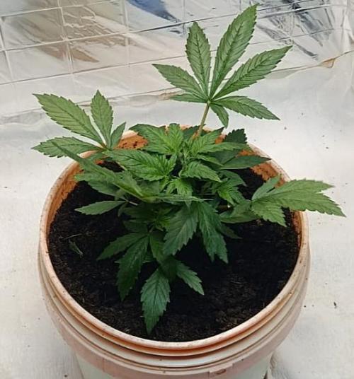 Eleven Roses Fem.. Week 5