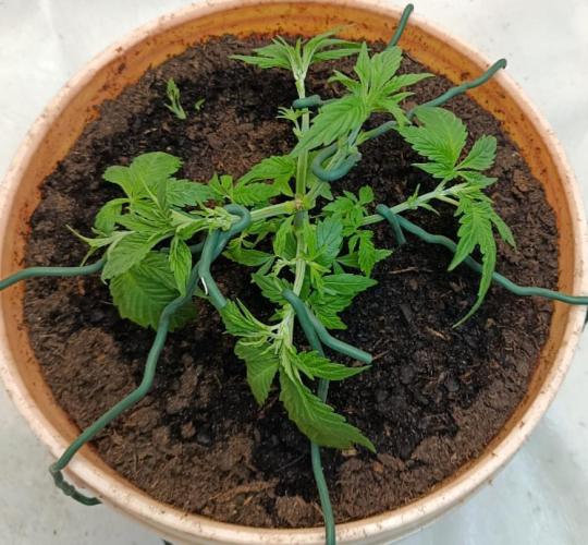 Eleven Roses Fem.. Week 8
