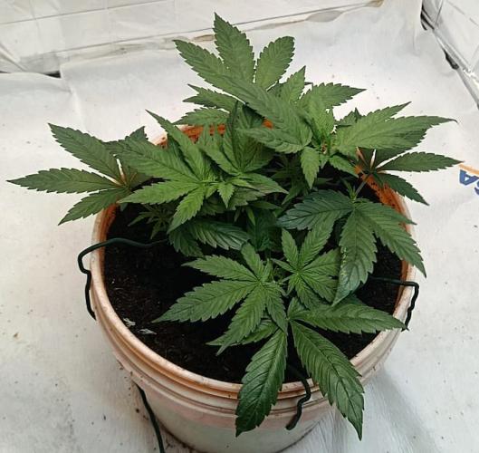 Eleven Roses Fem.. Week 8