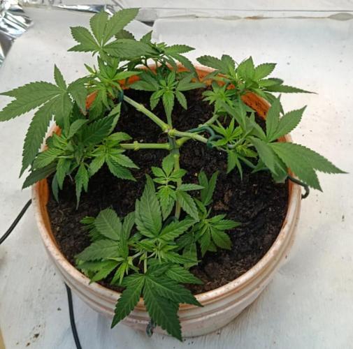Eleven Roses Fem.. Week 9