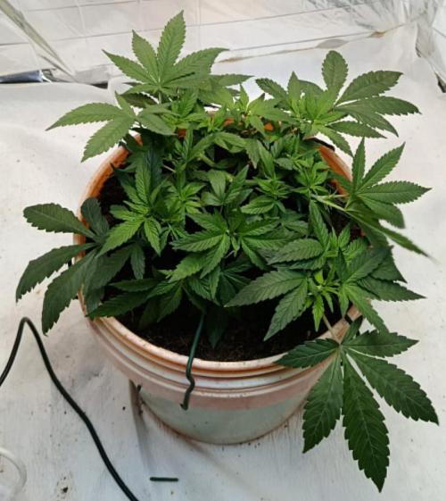 Eleven Roses Fem.. Week 9