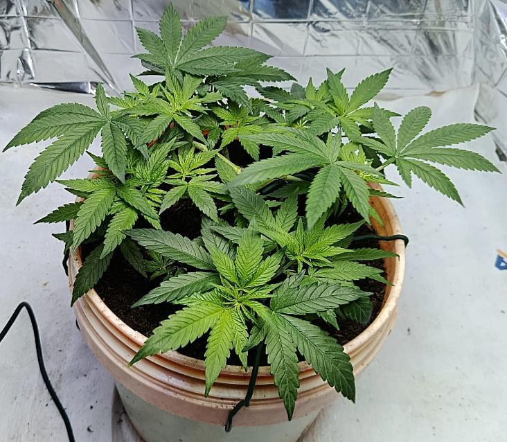 Eleven Roses Fem.. Week 10