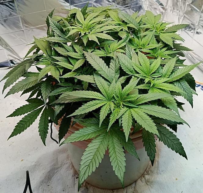 Eleven Roses Fem.. Week 11