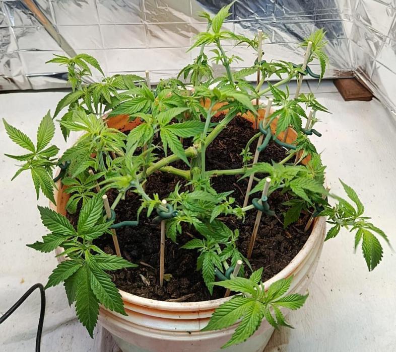 Eleven Roses Fem.. Week 12